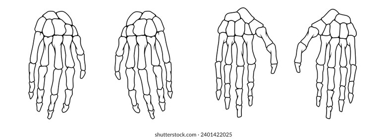 Sekeleton conjunto de mano humana, iluminación vectorial de colección de manos de cráneo reversible