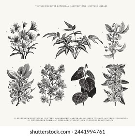 Select of Vintage Floral Line Art Illustrations with Latin Names