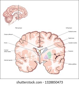 Selected Cell and Fiber Groups. structures of the forebrain. Collectively, these structures are called the basal ganglia and are an important part of the brain systems that control movement