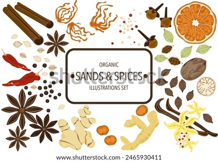 Selected spices herbs, and different spices in vintage style isolated on a white background, vector illustration.