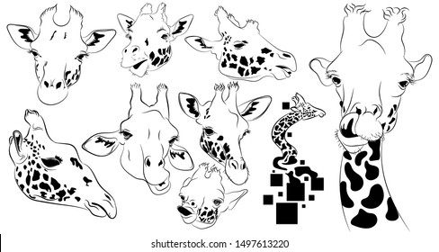 A selection of different facial expressions giraffe in black and white.