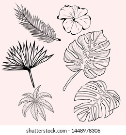 A selection of illustrations of green tropical palm leaves, monsteras