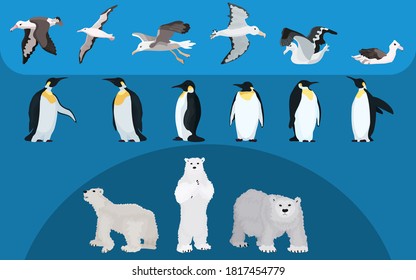 selection of northern animals. albatrosses, penguins and bears flat style