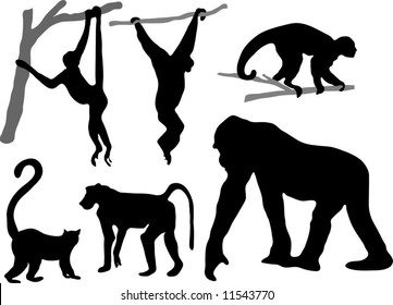 Selection of primate silhouettes (gorilla, gibbon, spider monkey, lemur, baboon and Capuchin)