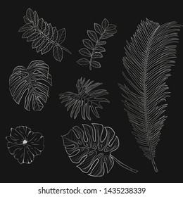 a selection of tropical leaves