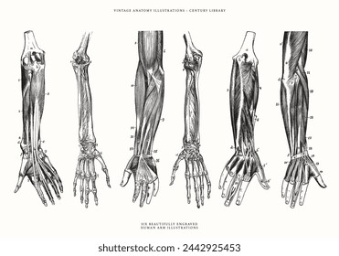 Selection of Vintage Arm Vector Line Art Illustrations