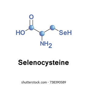 Selenocysteine is a cysteine analogue with a selenium-containing selenol group in place of the sulfur-containing thiol group