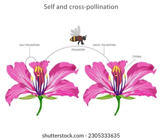 Self and cross-pollination. Self involves transfer of pollen within the same flower while cross involves transfer between different flowers for fertilization.