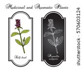 Self-heal (Prunella vulgaris), or allheal, medicinal plant. Hand drawn botanical vector illustration