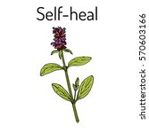Self-heal (Prunella vulgaris), or allheal, medicinal plant. Hand drawn botanical vector illustration