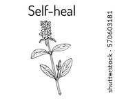 Self-heal (Prunella vulgaris), or allheal, medicinal plant. Hand drawn botanical vector illustration