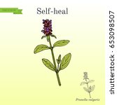 Self-heal (Prunella vulgaris), or allheal, medicinal plant. Hand drawn botanical vector illustration