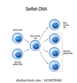 Selfish Gene. Cells with normal DNA and Selfish DNA. genetic research. Vector illustration for medical, biological, science and educational use.