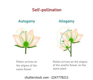 Self-pollination. Diagram showing pollination of flower, allogamy and autogamy. For botany study and science education.