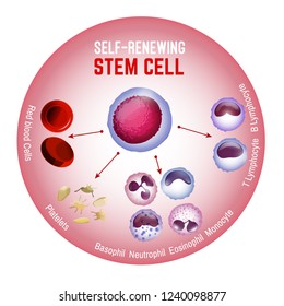Self-renewing stem cell. Blood cells types. Editable vector illustration isolated on white background. Erythrocytes, plateletes, leukocytes, lymphocytes, monocytes and more. Educational medical poster