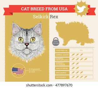 Selkirk Rex Cat breed vector infographics. This cat breed from USA