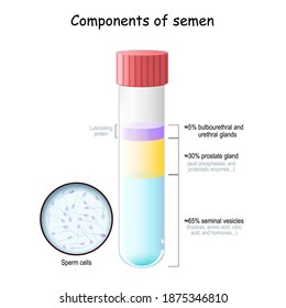 Componentes de esperma. Tubo de ensayo con células espermáticas. porcentaje de secreciones de vesículas seminales, testículos, próstata, bulburetral y glándulas uretrales. Cierre de Spermatozoon. ilustración vectorial