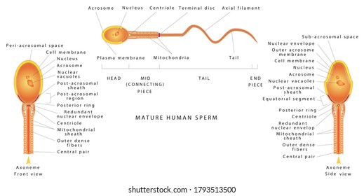 El semen de los hombres. Anatomía de células espermatozoides humanas. Estructura anatómica de células espermatozoides humanas. Diagrama detallado del esperma masculino