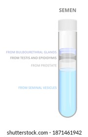 Composición de esperma o esperma, composición de esperma, componentes espermatozoides. Tubo de prueba médico con componentes aislados en un fondo blanco. Un banco de esperma, donación de esperma. Fertilización in vitro.