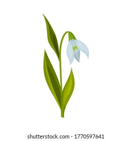 Ilustración semicerrada de nieve con hojas lineales y vectores de flores con forma de campana simple