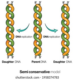 Semi Conservative Model Of DNA Replication In Cells. Models Of DNA Replication Illustration.