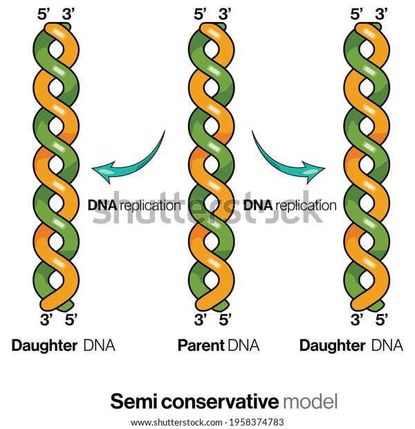 Semi Conservative Model Dna Replication Cells Stock Vector Royalty Free