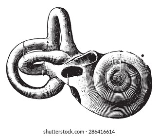 Semicircular canals and shell, vintage engraved illustration.