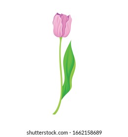Semi-closed Purple Tulip Flower Bud on Green Erect Stem with Blade Vector Illustration