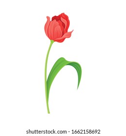 Semi-closed Red Tulip Flower Bud on Green Erect Stem with Blade Vector Illustration