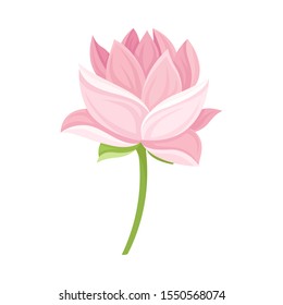 Semi-closed Waterlily Bud With Pink Petals and Floral Stem Vector Illustration