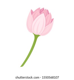 Semi-closed Waterlily Bud With Pink Petals and Floral Stem Vector Illustration