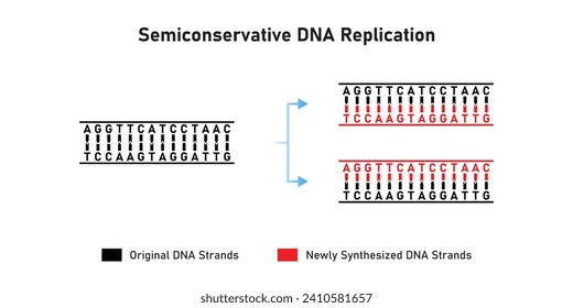 Diseño científico de replicación del ADN semiconservador. Ilustración vectorial.