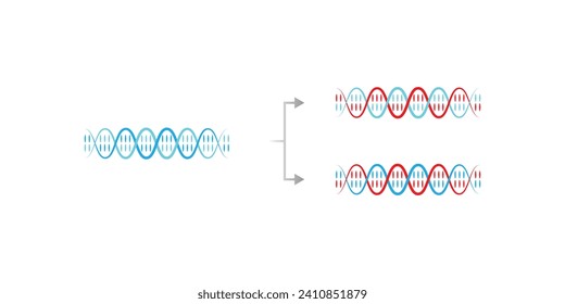 Diseño científico de replicación del ADN semiconservador. Ilustración vectorial.