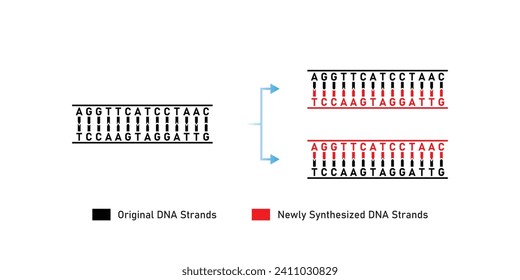 Semiconservative  DNA Replication Scientific Design. Vector Illustration.
