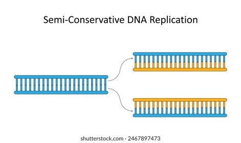 Semi-Conservative DNA Replication. Scientific diagram.