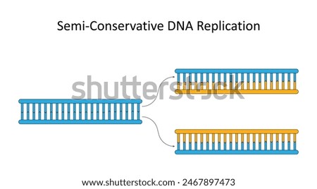 Semi-Conservative DNA Replication. Scientific diagram.