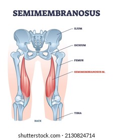 Semimembranosus muscle and leg bone anatomical structure outline diagram. Labeled educational scheme with medical titles and biological description vector illustration. Orthopedics inner skeleton.