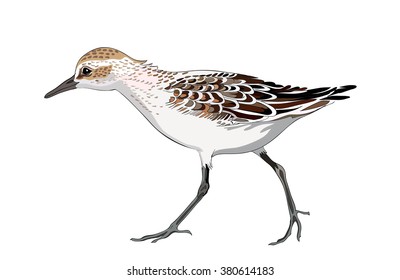 semipalmated sandpiper vector image