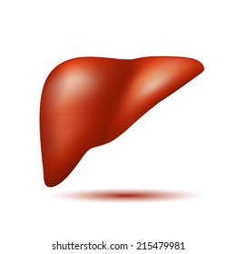 Semi-realistic vector human liver