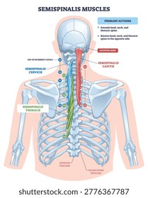 Semispinalis muscles diagram shows back extensor anatomy and rotation function, highlighting semispinalis capitis, cervicis, and thoracis along the spine, clear educational reference. Outline diagram