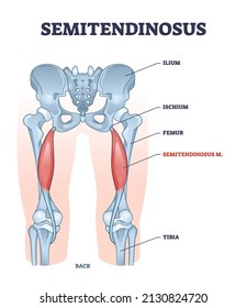 Semitendinosus muscle and leg bone anatomical structure outline diagram. Labeled educational scheme with medical titles and biological description vector illustration. Orthopedics inner skeleton.