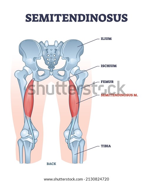 Semitendinosus muscle and leg bone anatomical\
structure outline diagram. Labeled educational scheme with medical\
titles and biological description vector illustration. Orthopedics\
inner skeleton.