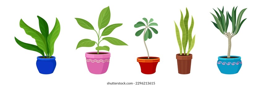 Semi-tropical Houseplant Growing in Potting Soil in Ceramic Flowerpot Vector Set