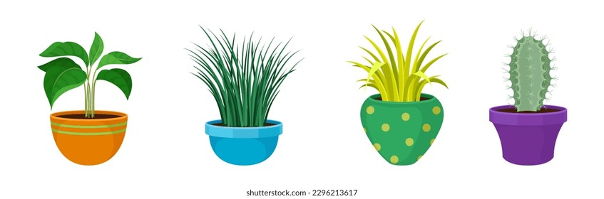 Semi-tropical Houseplant Growing in Potting Soil in Ceramic Flowerpot Vector Set