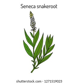 Seneca snakeroot (Polygala senega), medicinal plant. Hand drawn botanical vector illustration