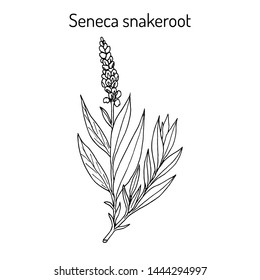 Seneca snakeroot (Polygala senega), medicinal plant. Hand drawn botanical vector illustration