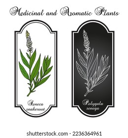 Seneca snakeroot (Polygala senega), medicinal plant. Hand drawn botanical vector illustration