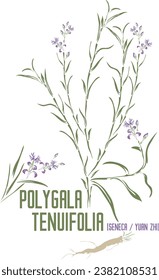 Seneca, Yuan Zhi in color vector silhouette. Medicinal Polygala tenuifolia plant. Set of Polygala tenuifolia root, flowers, leafs in color image for pharmaceuticals. Medicinal herbs color drawing