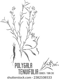 Seneca, Yuan Zhi plant vector silhouette. Medicinal Polygala tenuifolia plant outline. Set of Polygala tenuifolia root, flowers, leafs in Line for pharmaceuticals. Contour drawing of medicinal herbs