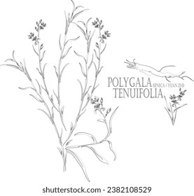 Seneca, Yuan Zhi vector contour. Medicinal Polygala tenuifolia plant outline. Set of Polygala tenuifolia root, flowers, leafs in Line for pharmaceuticals. Contour drawing of medicinal herbs